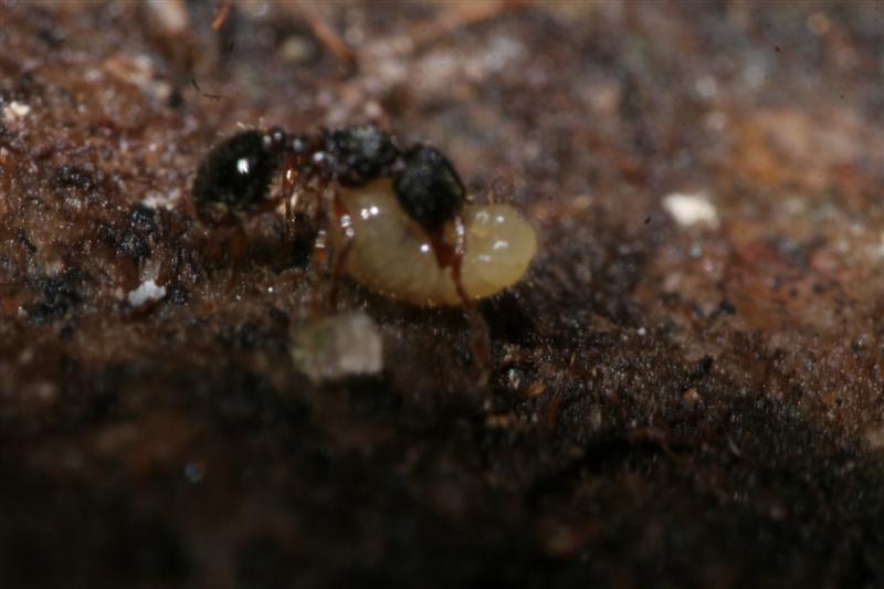taxomara 2007 (142)